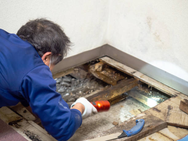 Trusted Reston, VA Mold Removal Experts