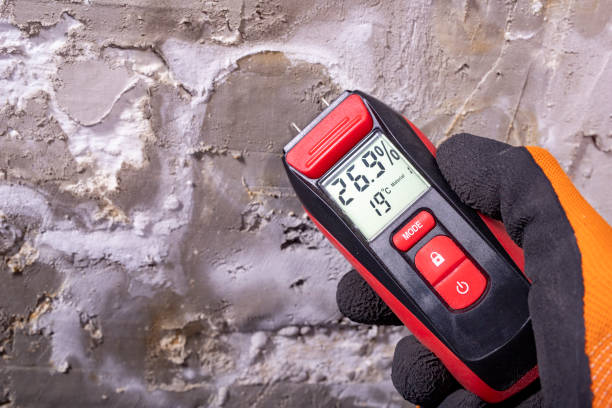 Best Mold Cleaning Services  in Reston, VA