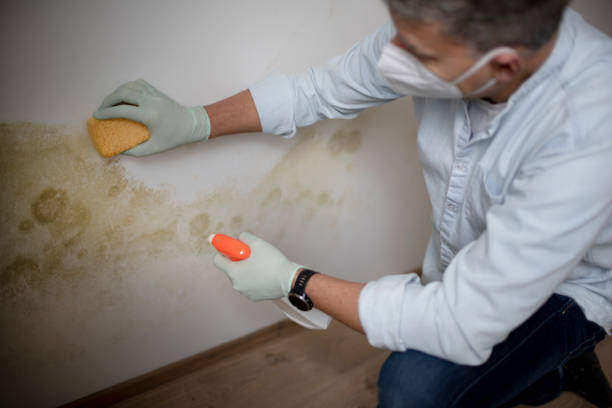 Best Attic Mold Removal  in Reston, VA