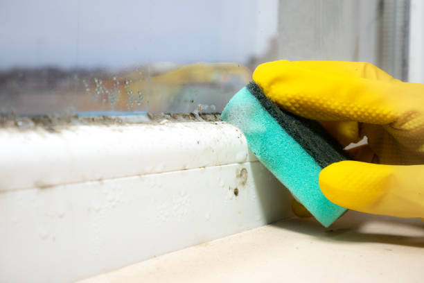 Best Toxic Mold Removal  in Reston, VA