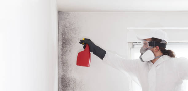 Best Fast Mold Removal  in Reston, VA
