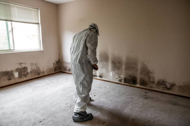 Best Professional Mold Removal  in Reston, VA