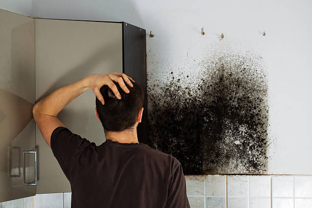 Best Affordable Mold Removal  in Reston, VA